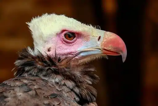 vulture endangered animal 