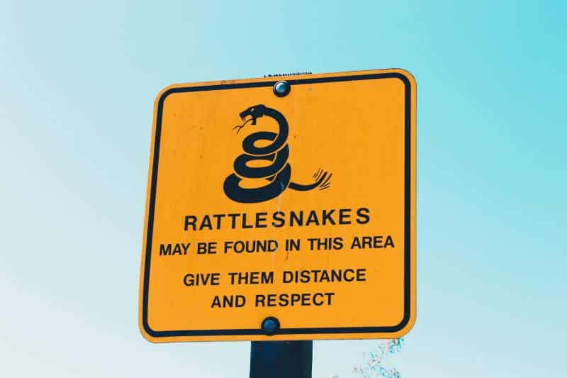 give rattlesnakes space