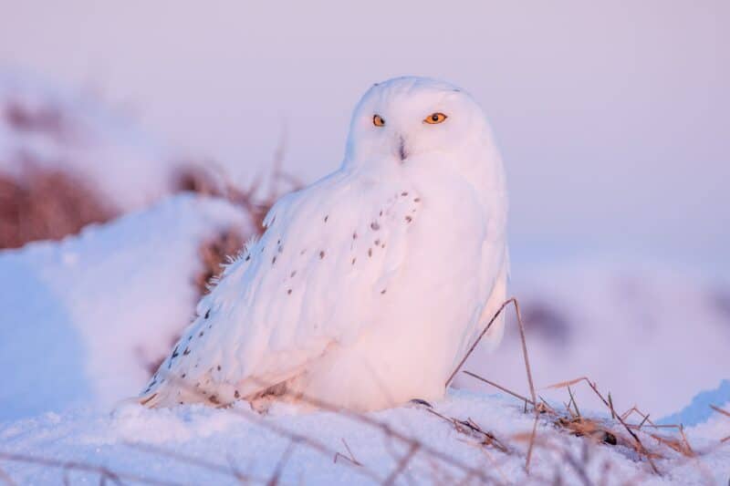 snowy owl endangered animals