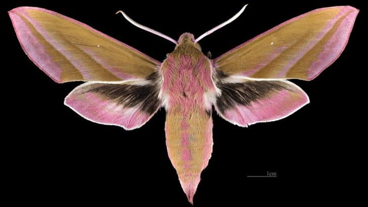 This Moth Mimics a Snake