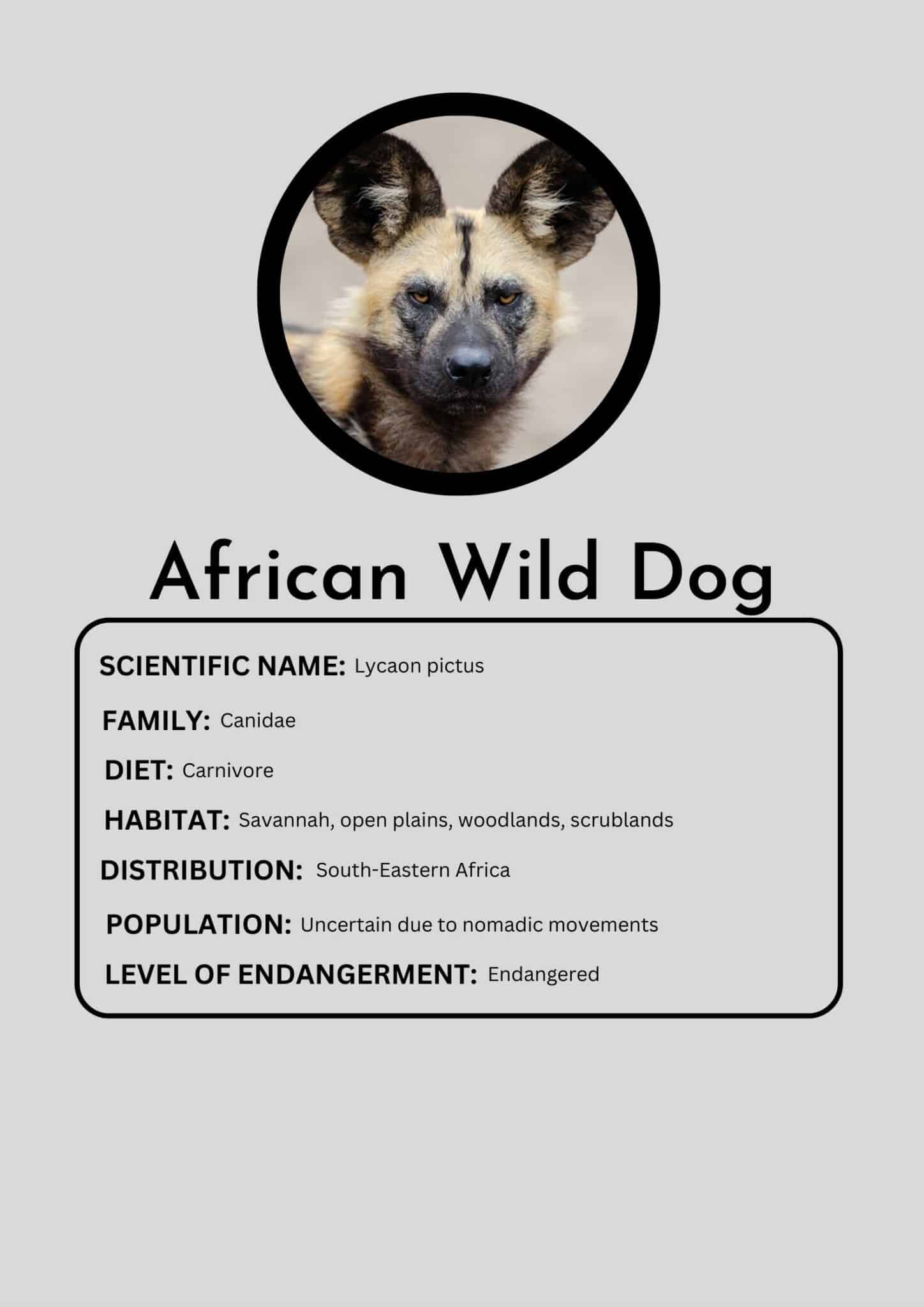 African Wild Dog - Animals Around The Globe