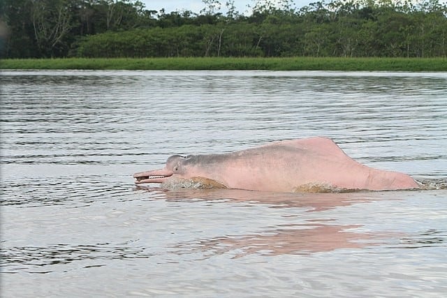 river dolphin 