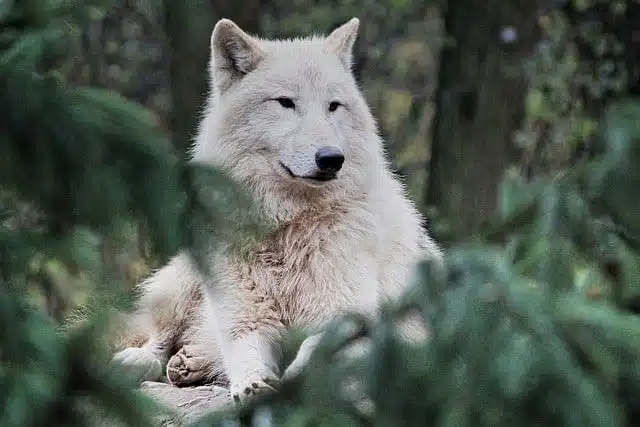 Arctic wolf - white animals
