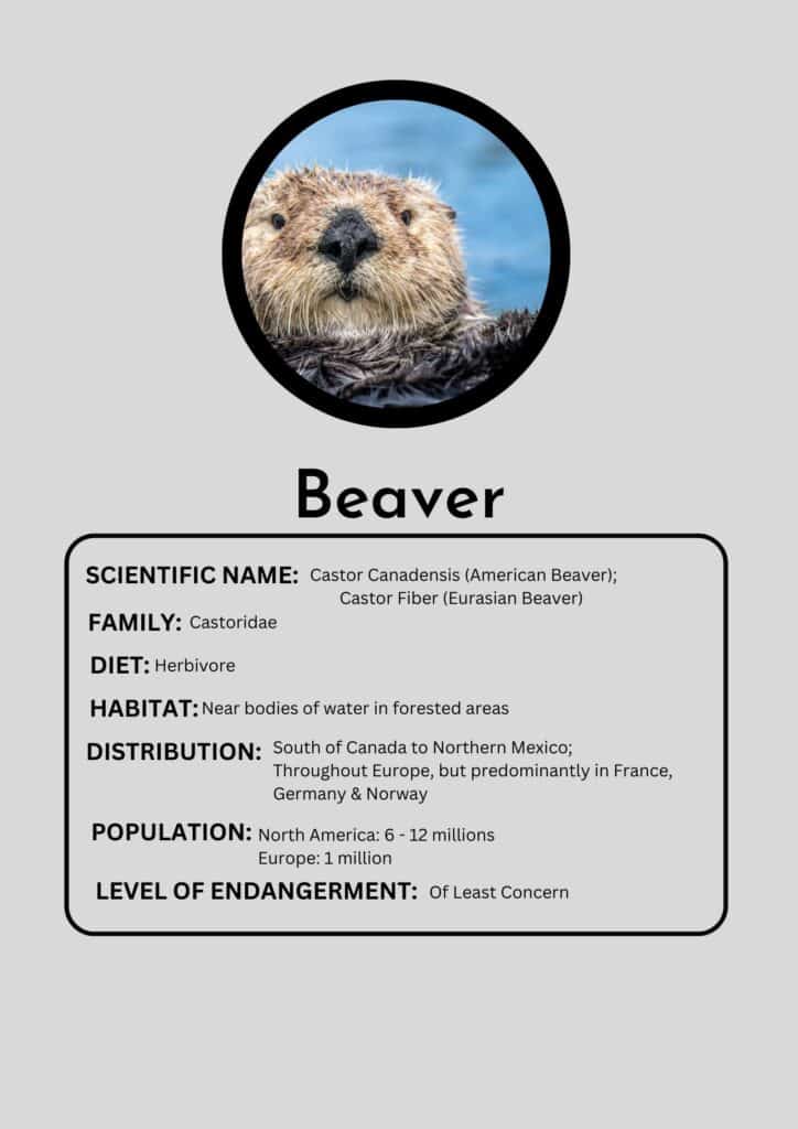 Beaver - Animals Around The Globe