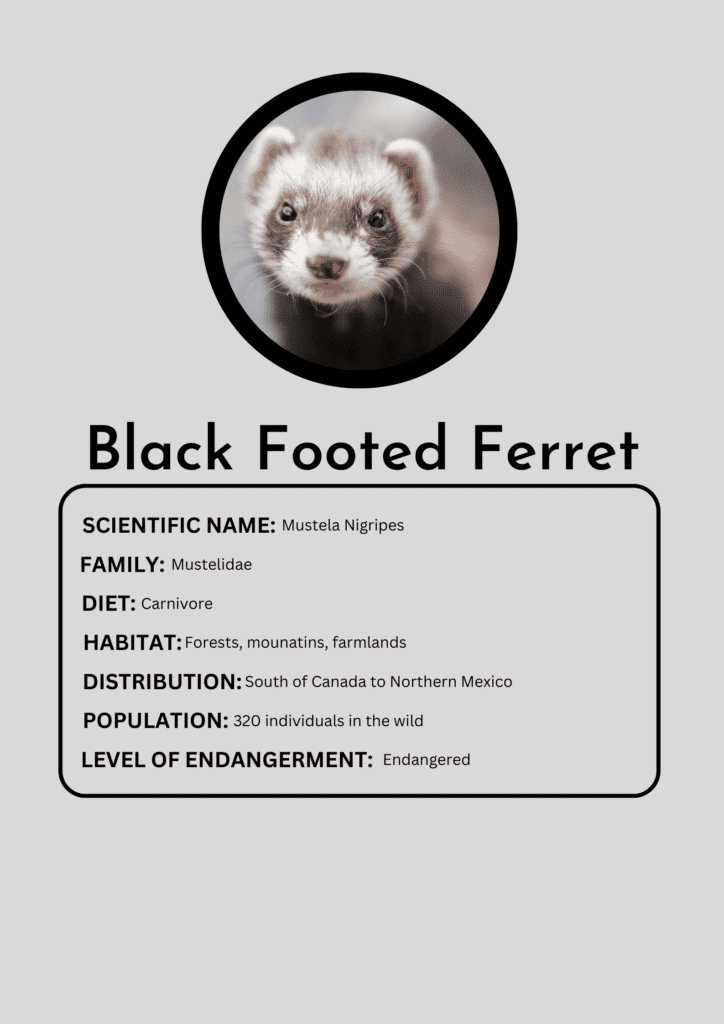 Black Footed Ferret