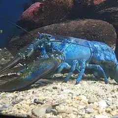 Blue American Lobster - another threatened blue animal