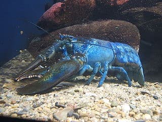 Blue American Lobster - another threatened blue animal