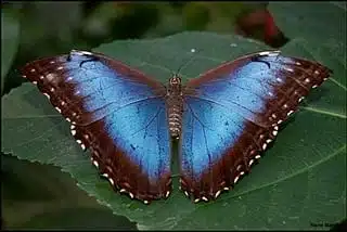 Blue Morpho Butterfly - threatened blue animals