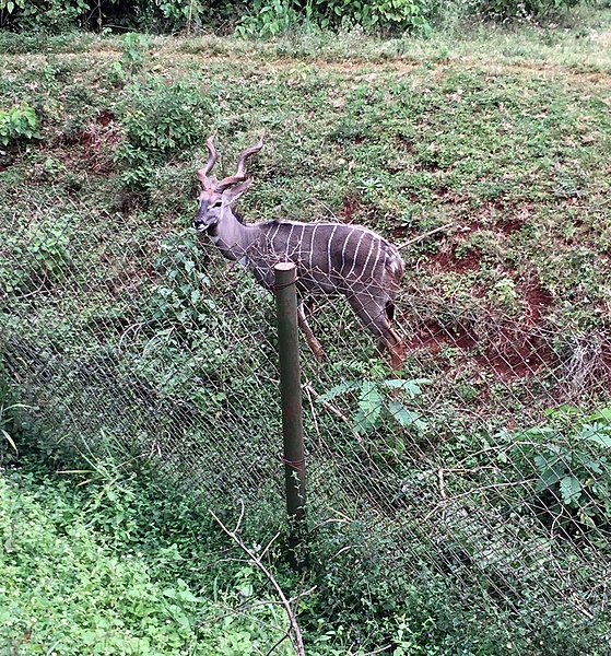 Bongo Antelope

