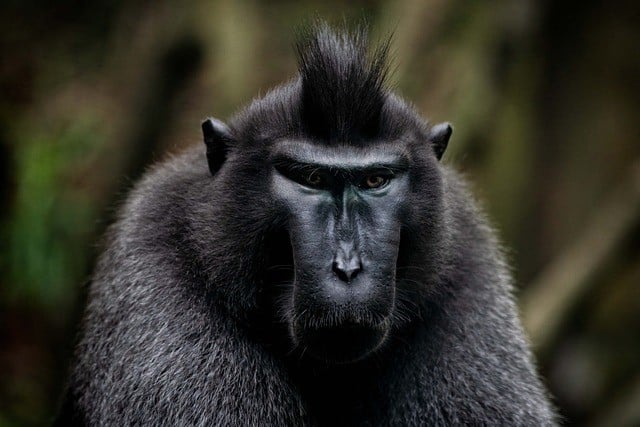 10 Black Animals - Animals Around The Globe