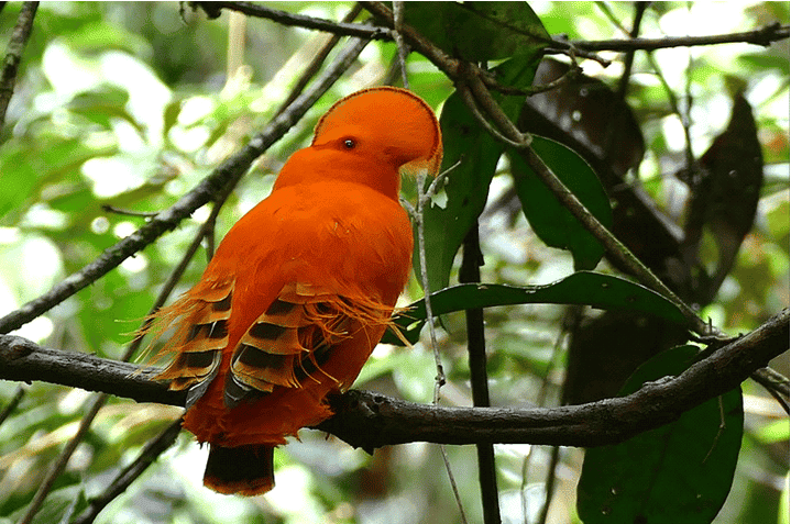 10 loveliest Orange Animals in the World