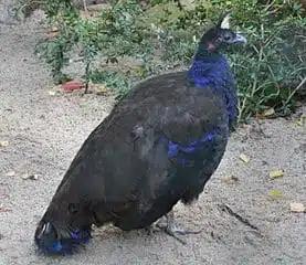 Congo pea fowl - blue animals