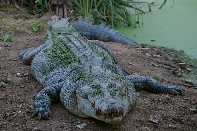 Crocodiles - scary green animals