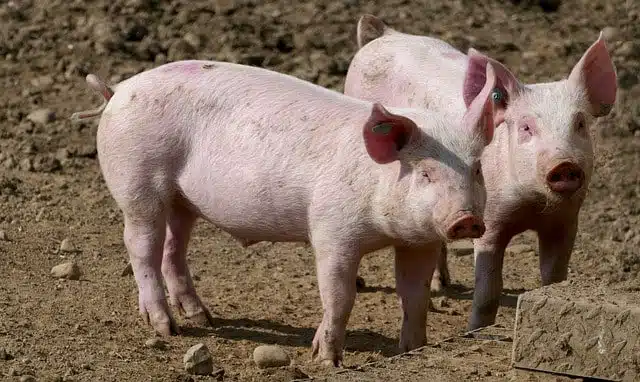 Domestic Pig - common pink animals