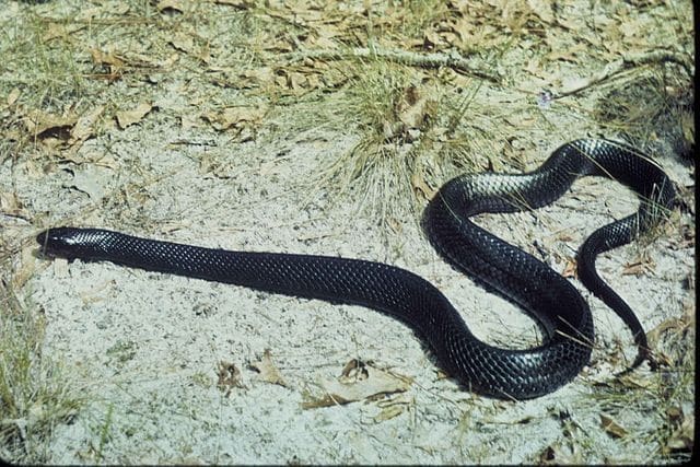 Eastern Indigo Snake - black animals