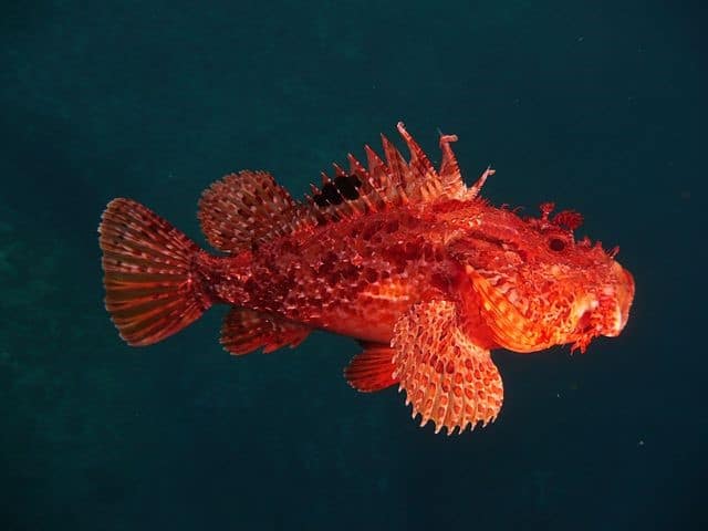 Eastern Red Scorpion Fish