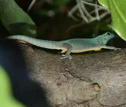 Electric Blue Gecko - threatened blue animals