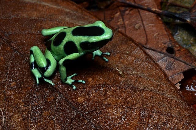 Green And Black Poison Dart Frog