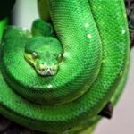 The 10 Scariest Green Animals