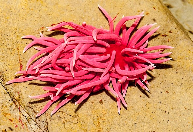 Hopkin’s Rose Nudibranch - pink animals