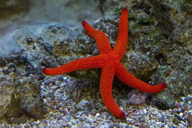 Indian Sea Star - red animals