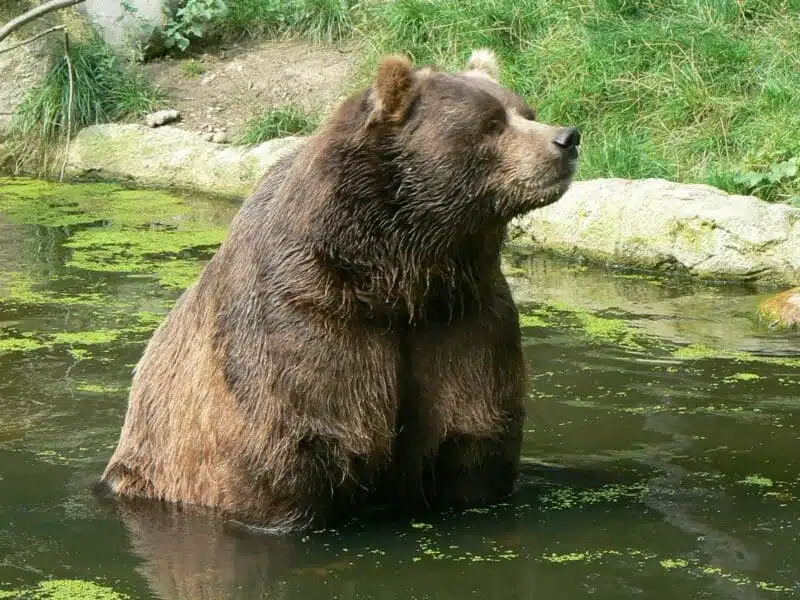Kodiak bear - brown animals