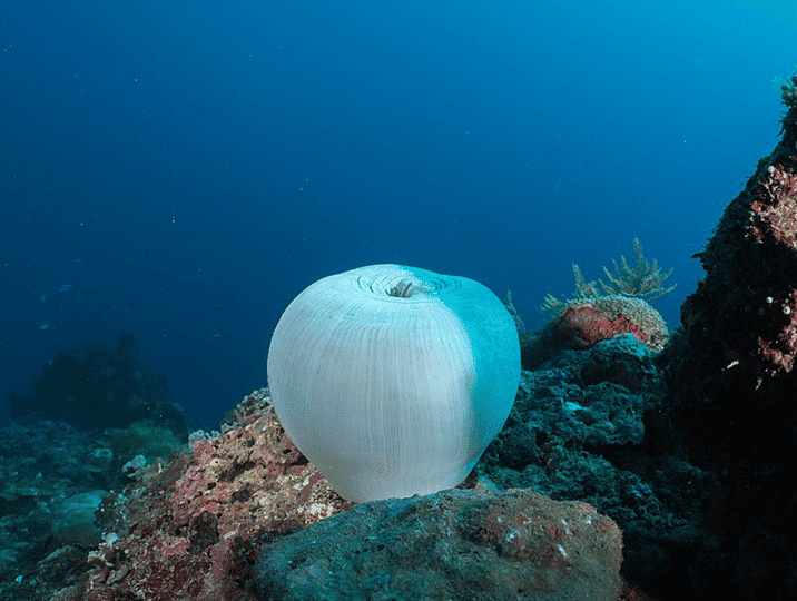 Magnificent sea anemone