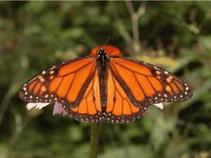 Monarch butterfly - orange animals