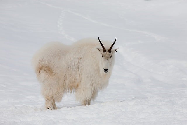 Mountain goats - white animals