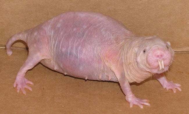 Naked Mole Rat - pink animals