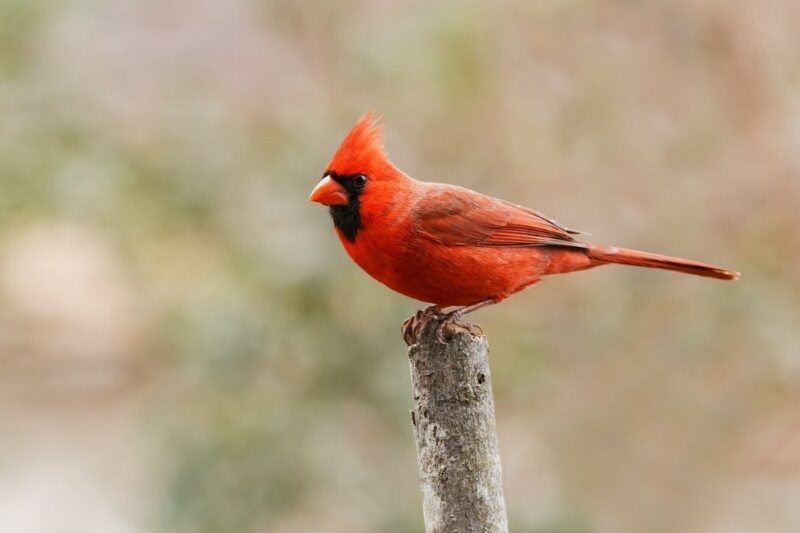 Northern cardinal - red animals