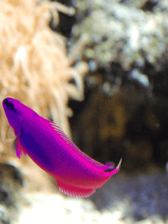 Orchid Dottyback - purple animals