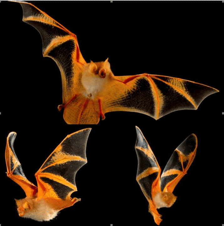 Painted bats - orange animals