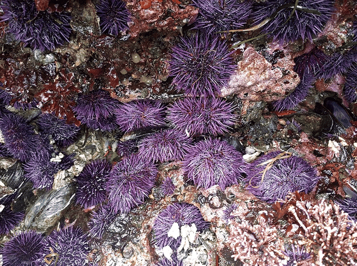 Purple-Sea-Urchins
