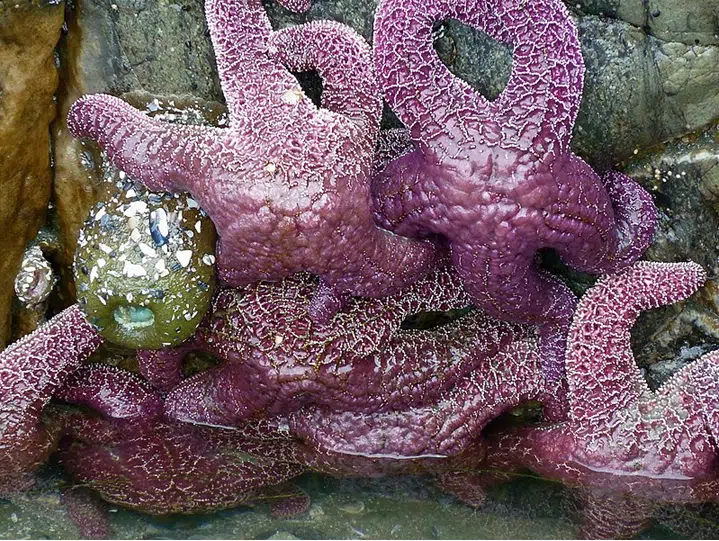 Purple Starfish - purple animals