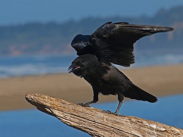 Ravens - black animals
