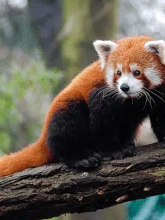Red pandas - orange animals