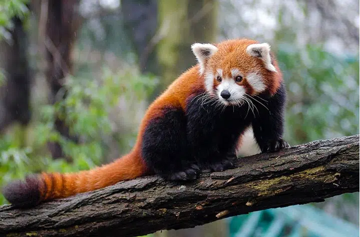 Red pandas - orange animals