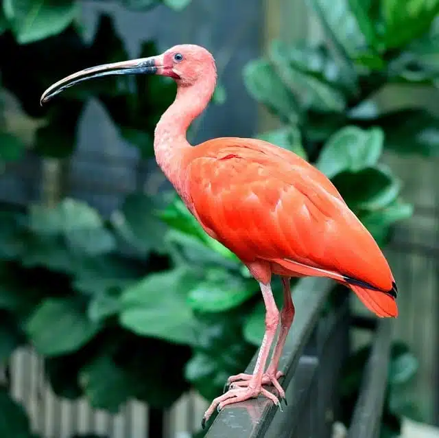 Scarlet Ibis - red animals