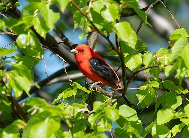 Scarlet Tanager - red animals