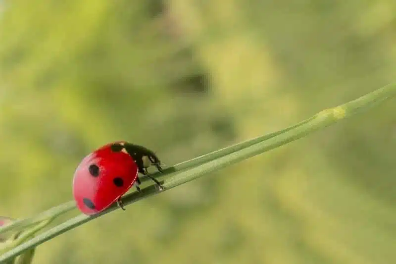 Seven-Spot Ladybug - cool red animals