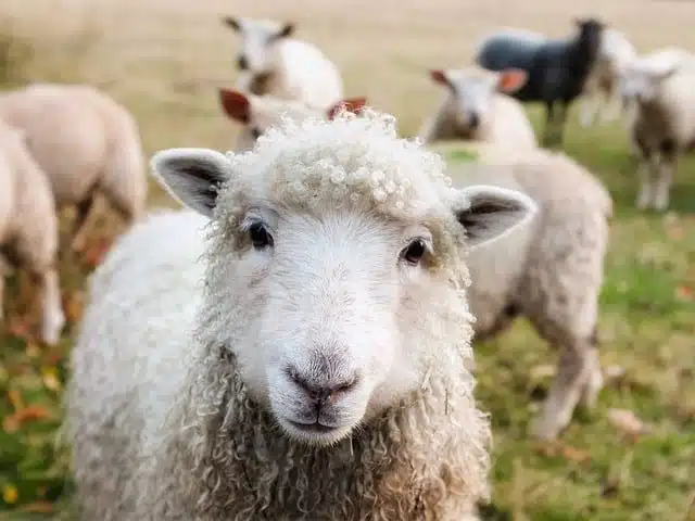 Sheep - white animals