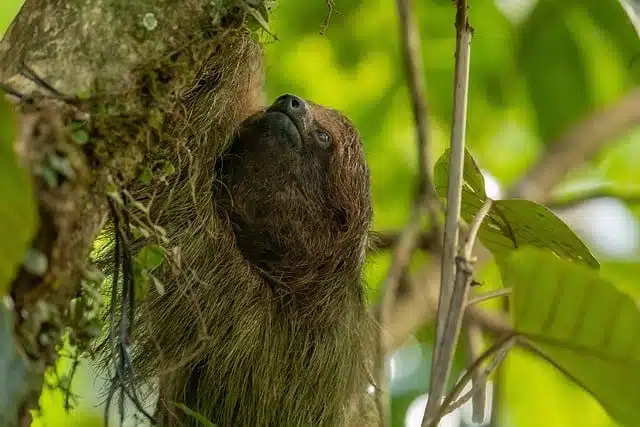 Sloths - green animals