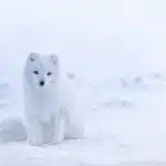 10 White Animals
