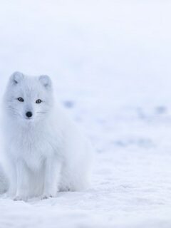 Snow Fox - white animals