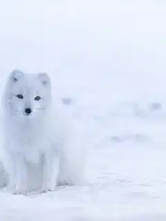 Snow Fox - white animals