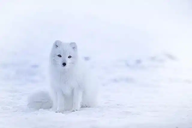 Snow Fox - white animals
