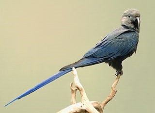Spix’s Macaw - blue animals