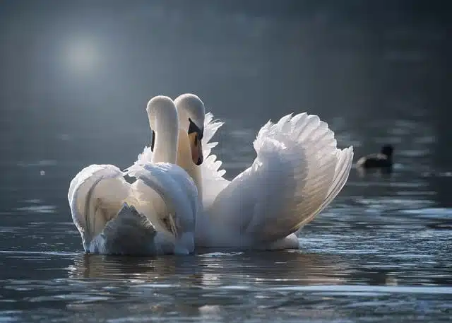 Swans - white animals