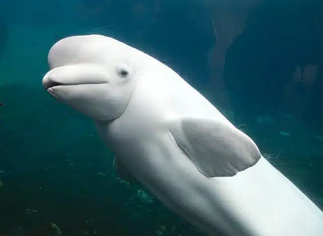 Taiwanese white dolphin
